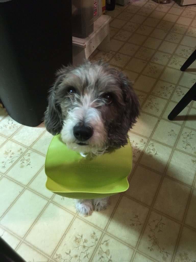 valdemorttt's tweet photo. @libbylue25 here's macy in a bib https://t.co/h8aFVGCXKx