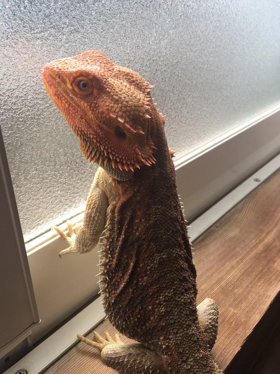 ツク之助 フトアゴ絵本発売中 網戸のおのぼりさんしたかったのか 今日はクーラーつけてるからな トカゲタワーで遊ぼうな