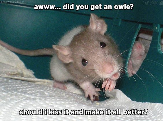 They always find a way of making you feel better :) #rats #petrats #cuterats #ratmemes #petmemes