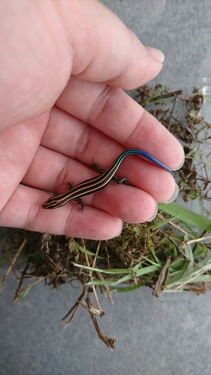 ツク之助 12 14恋する化石 この時期に見つかる虹色シッポのトカゲは ニホントカゲのこども 青いシッポ は鳥に見つかりやすく あえて目立つシッポを狙わせることで本体は逃げるという戦略です 大人よりもシッポは切れやすく 再生しやすい 毒がある ツク之助 12 14恋する化石 この時期に見つかる虹色シッポのトカゲは ニホントカゲのこども 青いシッポ は鳥に見つかりやすく あえて目立つシッポを狙わせることで本体は逃げるという戦略です 大人よりもシッポは切れやすく 再生しやすい 毒がある