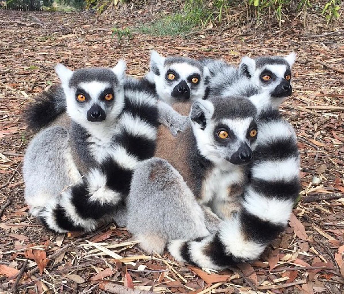BindiIrwin's tweet photo. These cuties certainly know the importance of spending time with your best friends! Gorgeous.
#Repost @AustraliaZoo https://t.co/uuQd1C3Bdq