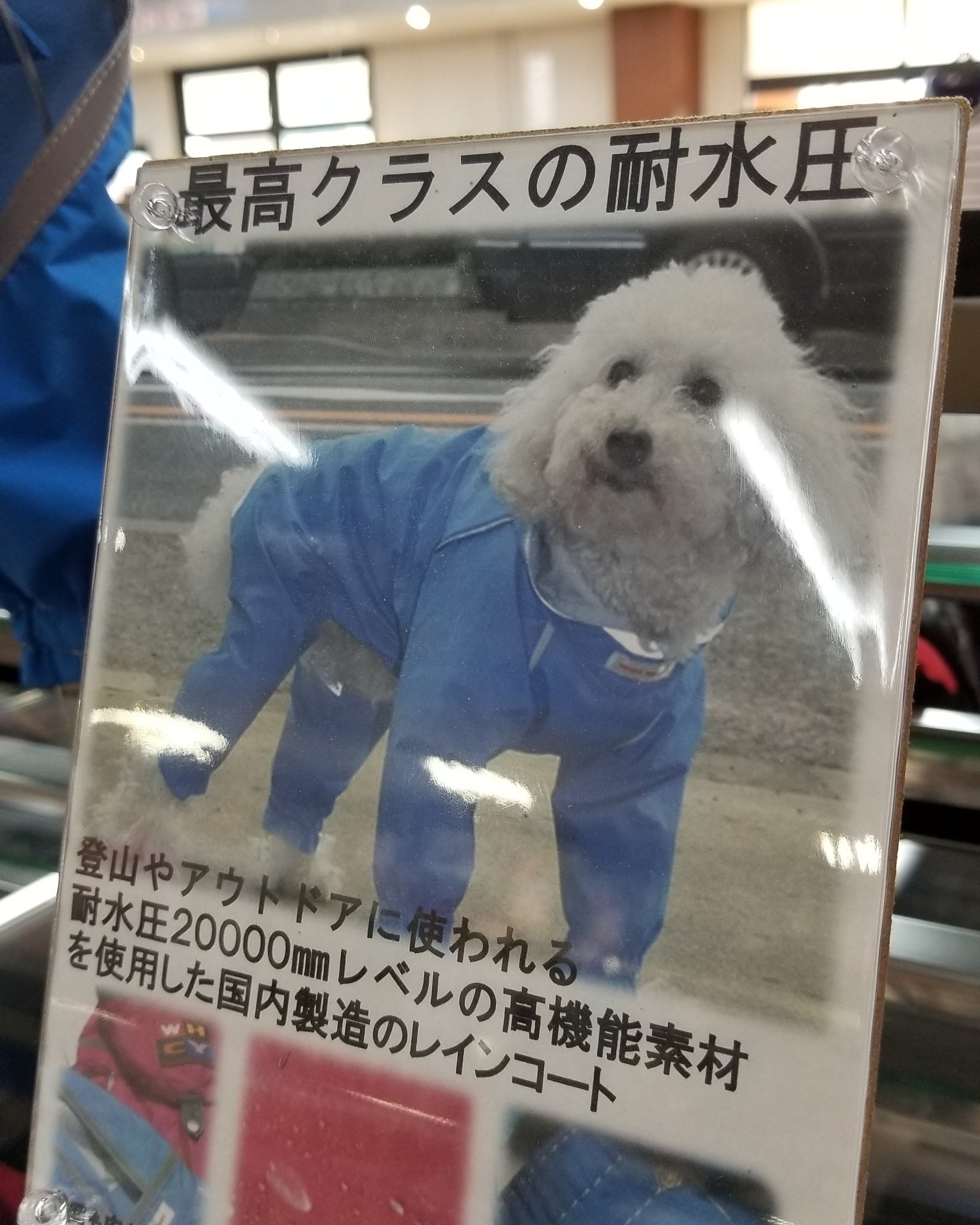 ট ইট র Megwin43笑顔 犬用レインコートって犬って毛皮に油染み込んで雨はじくとかじゃなくゴアテックス最強って話 まあ嫌だったら脱ぐからいっかmajide ট ইট র Megwin43笑顔 犬用レインコートって犬って毛皮に油染み込んで雨はじくとかじゃなくゴアテックス最強って話 まあ嫌だったら脱ぐからいっかmajide