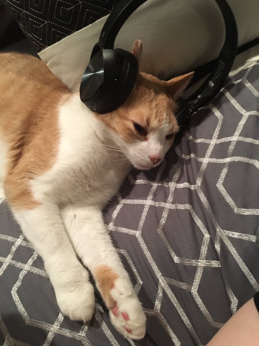 dxughnutsivan's tweet photo. Even my cat loves #hoofingboymixtape (it took me about 10 minutes to get her to stay still long enough for this picture) @hoofingboy1000 https://t.co/VLq5PBX9rr