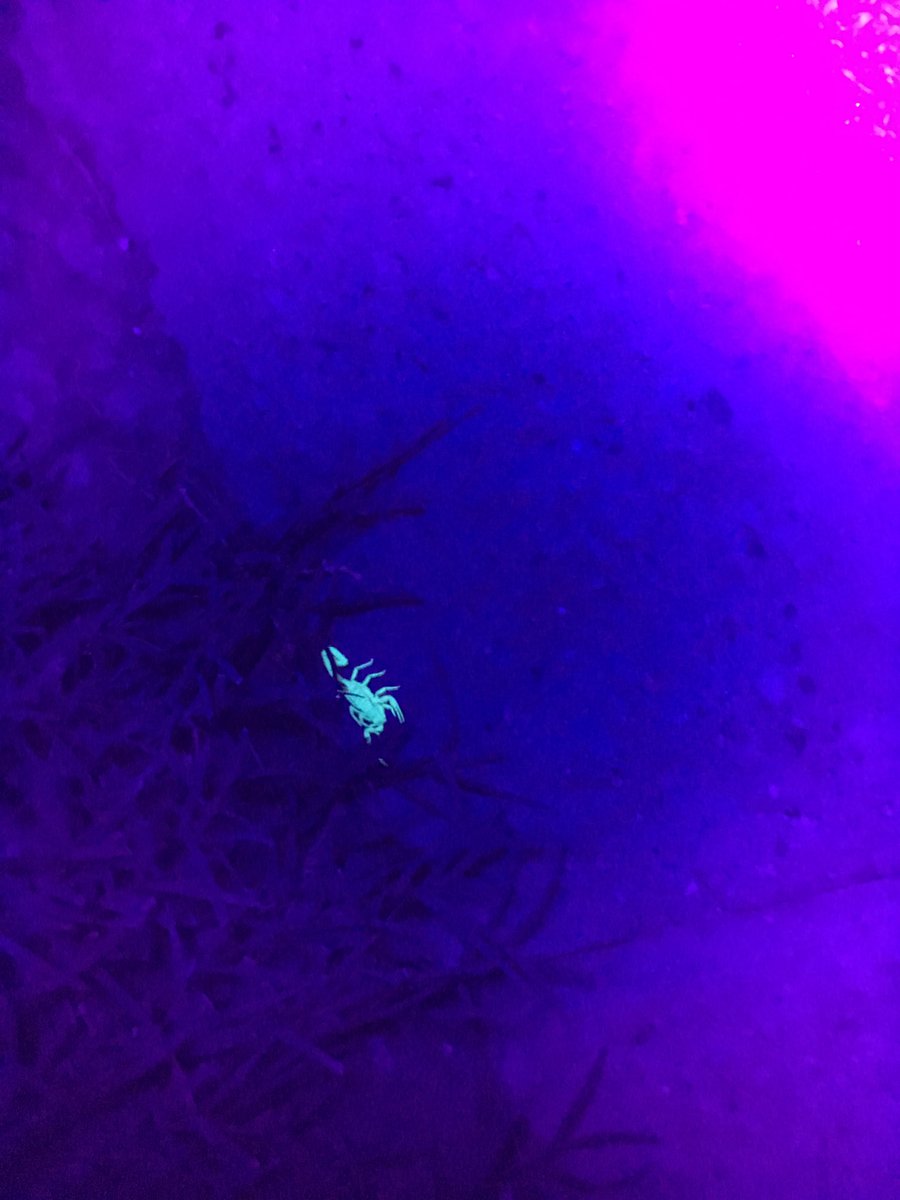 tedhere's tweet image. I killed 14 scorpions in my parents backyard tonight. #AZproblems