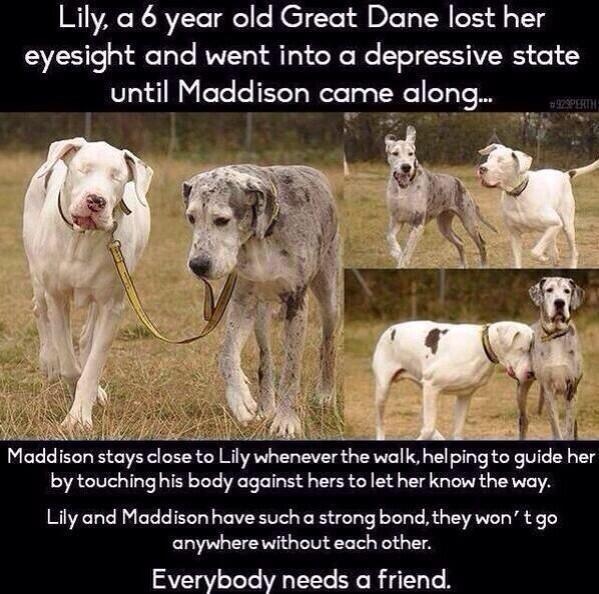 Everybody needs a friend