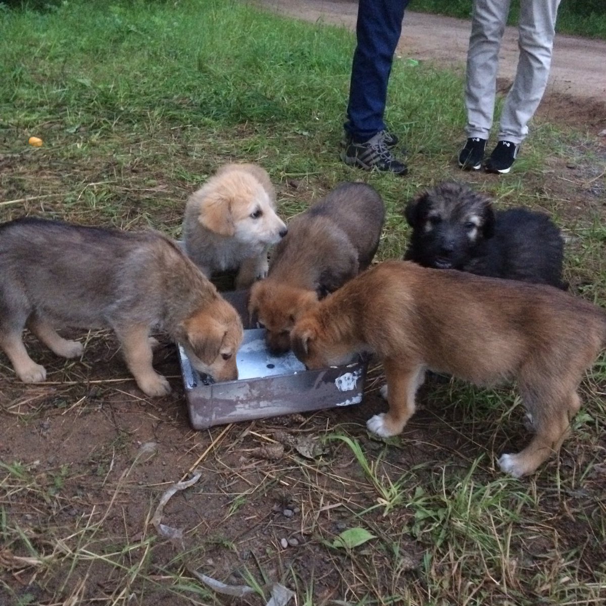 Marina__Vishnya's tweet photo. ‼️‼️‼️SOS‼️‼️‼️
может кому-то нужны эти милые и дружелюбные  щенки🐶
жалко их оставлять на улице😔

максимальный ретвит пожалуйста😞‼️
@tutby https://t.co/31ExgD67k2
