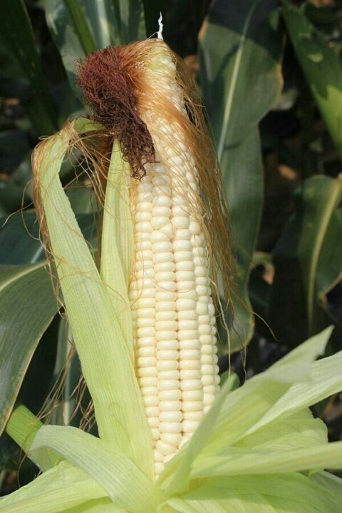 충북 음성 미백 찰옥수수
30개 18.000원 무료배송
010-4939-1147