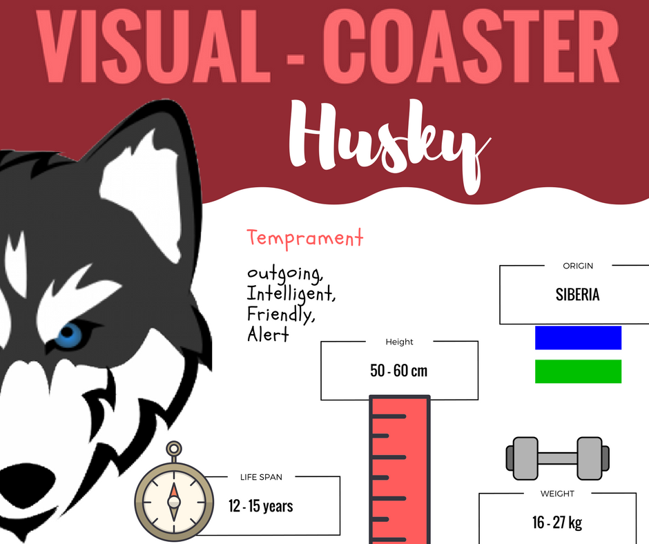 visual_coaster's tweet image. The Siberian Husky. #infomaniac #visualcoaster #husky 
visualcoaster.com