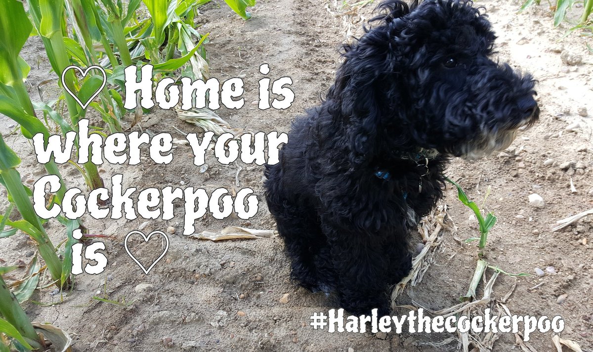 Harley_Cockapoo's tweet image. #Harleythecockerpoo