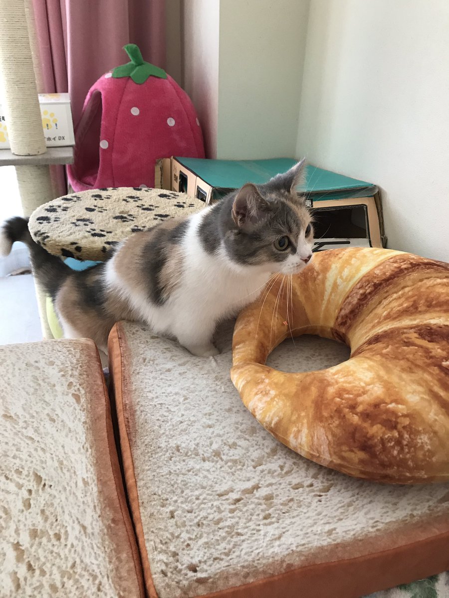 ニトリ食パンクッション ニトリ食パンクッション