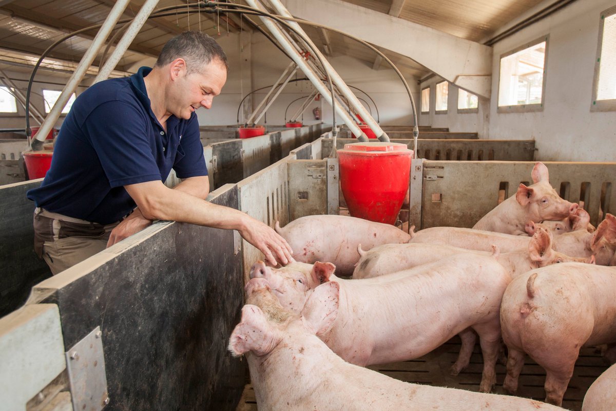 Conoce el sector #porcino en #LaRioja, un gran desconocido de notable nivel competitivo: ow.ly/z58N30dG9wB