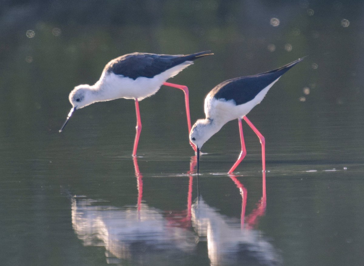 GerhardKornelis's tweet photo. Twee #steltkluten scharrelen hun ontbijt bij elkaar.
#Lauwersmeer, vanochtend. https://t.co/4XsdpcGChz