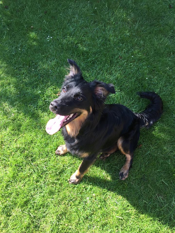 HeathlandsAS's tweet photo. Great news...The very handsome RILEY was reserved this weekend. Good luck in your new home. #HappyEnding #adopted #AdoptDontShop https://t.co/hGkxKTtMah