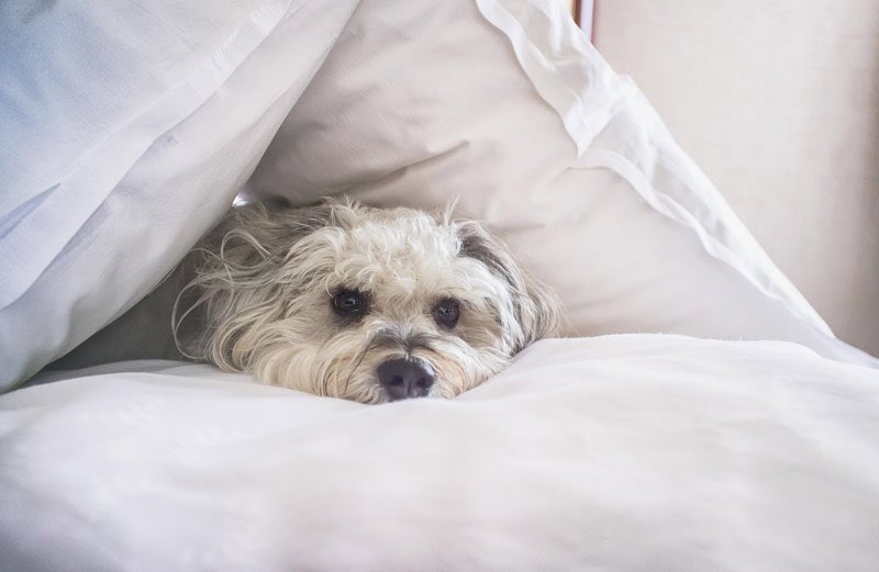 City slickers, what kind of #dog suits your busy lifestyle best? Take our #quiz to find out... theresident.co.uk/lifestyle-lond… #dogsoftwitter