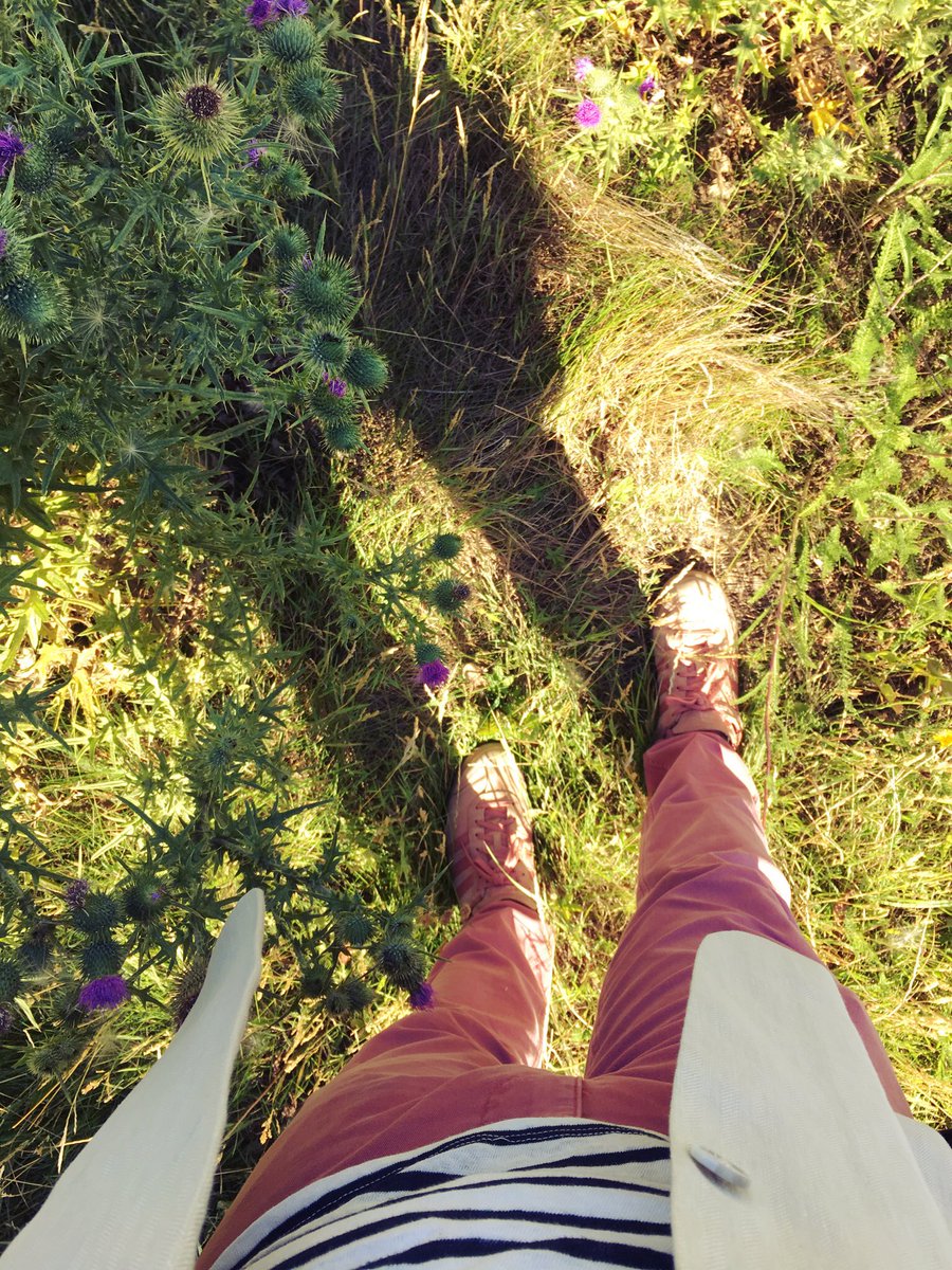 drjonwilson's tweet photo. Pink worked so well last Mon at Oxford Uni, I thought let's do it again! And I found Scots thistles🤘 Playing at being #GenerationInstagram https://t.co/VhTd5EUu7K