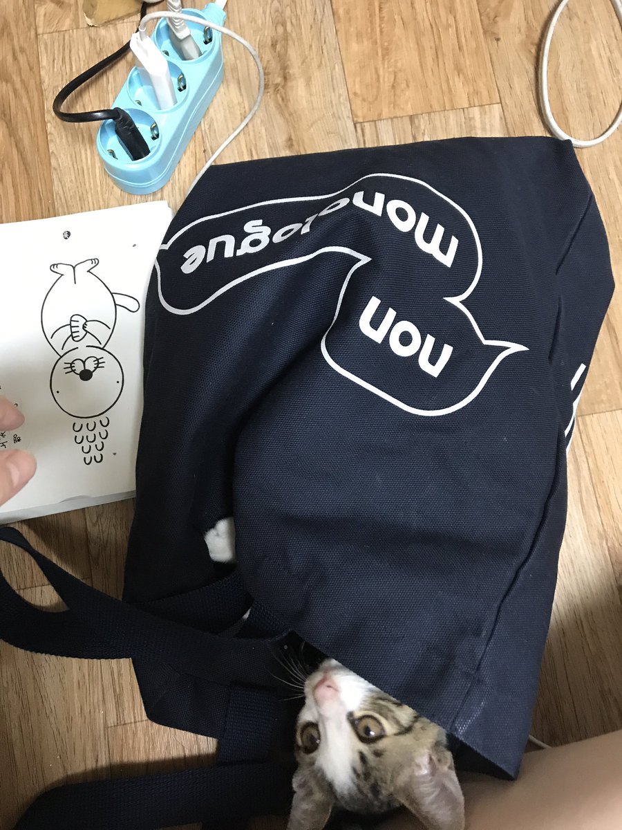 논 모놀로그 에코백에 들어간 코연아