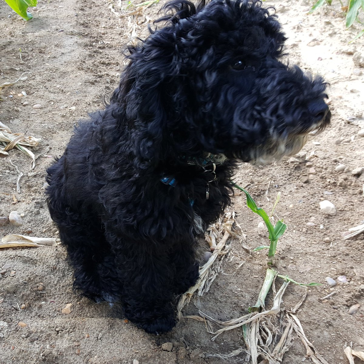 Harley_Cockapoo's tweet image. #NewProfilePic