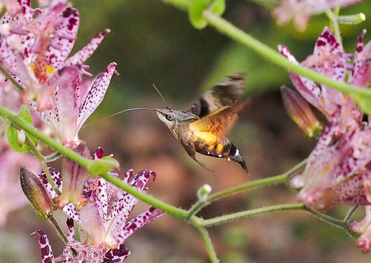 Twitter पर 神塚ときお オオスカシバです ハチドリのように見えますが蛾の仲間です