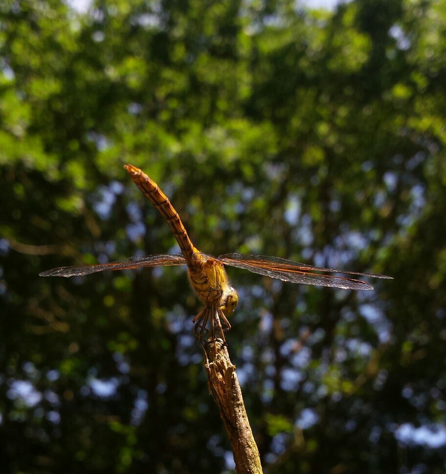 RiddyWood's tweet photo. Loads of #dragonflies in # clearings @RiddyWood today. #commondarter #dragonflyweek #woodland @wildlifebcn @BDSdragonflies @WoodlandTrust https://t.co/3r9cm59nF4