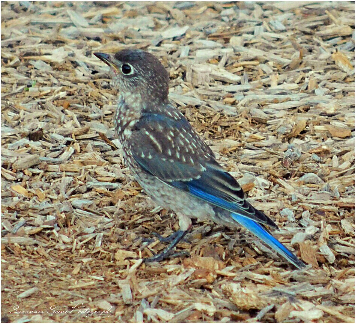 birdwatching hashtag on Twitter