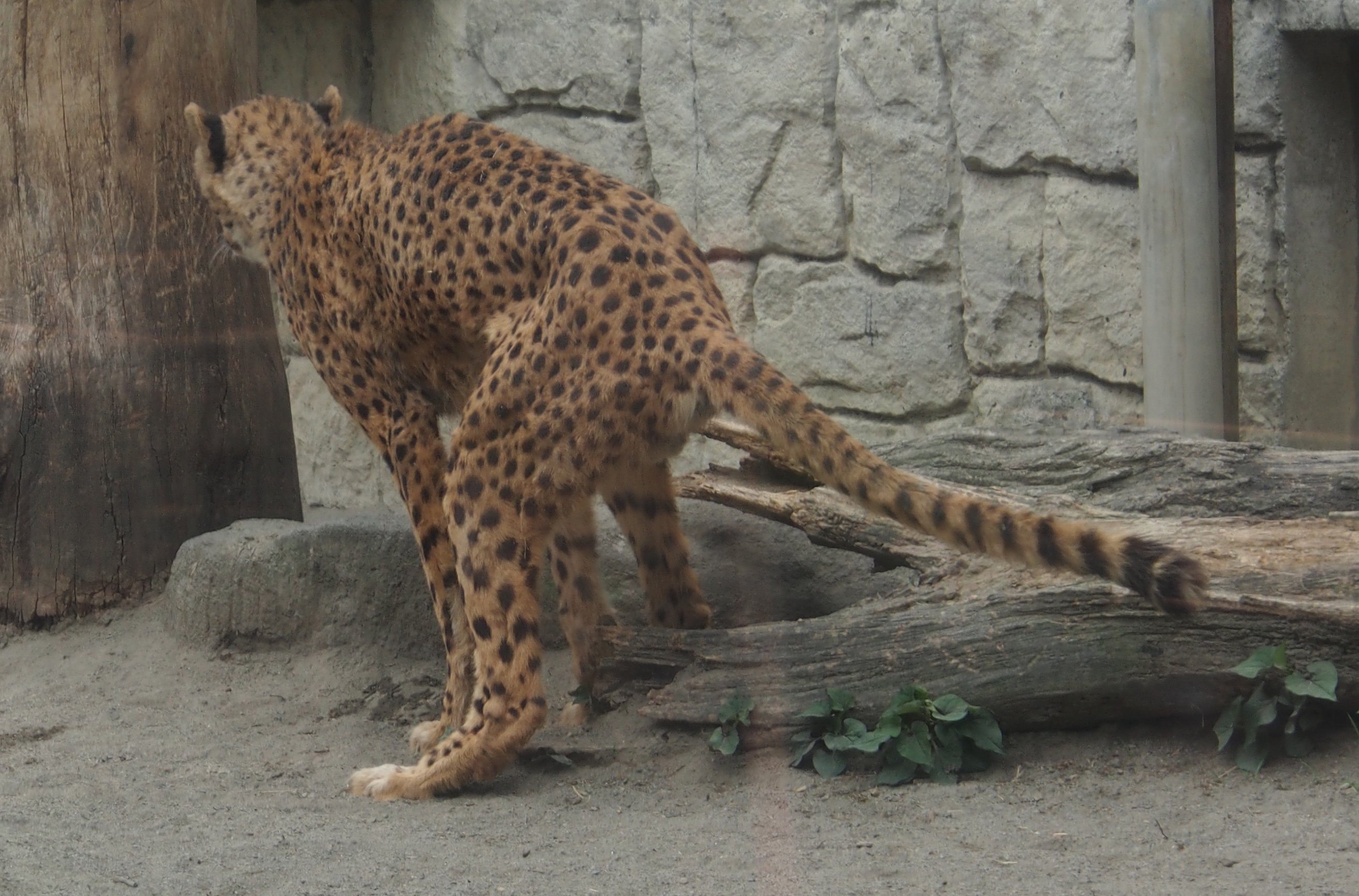 تويتر 熊倉隆敏 على تويتر 再掲 うんこ直前のチーターさん 多摩動物公園 T Co Hqjxzirbad
