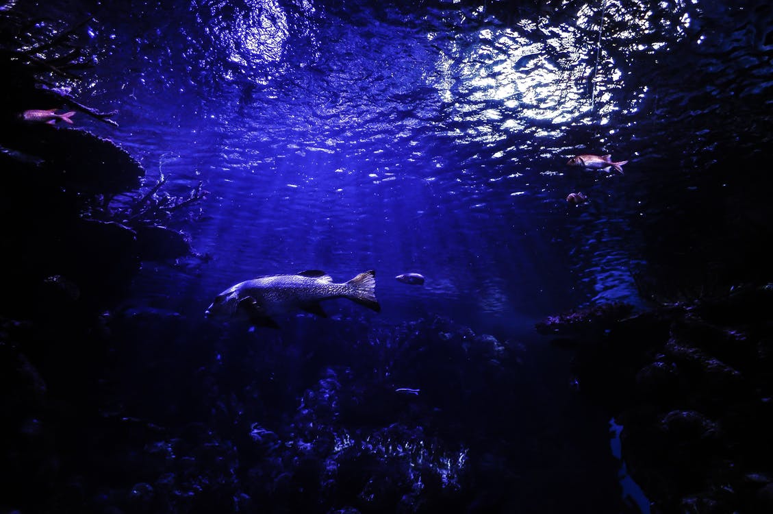 ScubaXabia's tweet photo. Si Quieres Aprender A Bucear Pero No Dispones De Mucho Tiempo Puedes Elegir El Curso #ScubaDiver

https://t.co/vyWCdTBi9a https://t.co/nCRXRXapg6