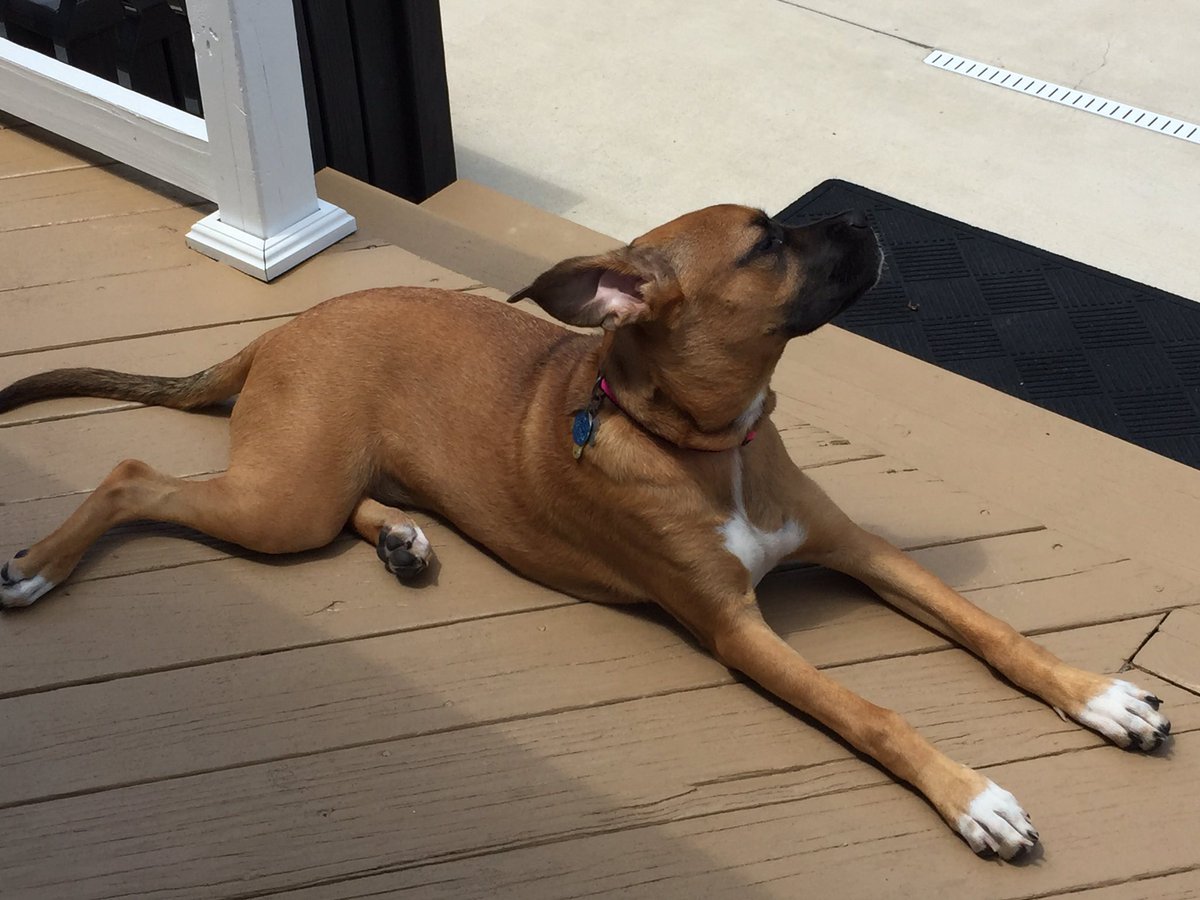 TwixieTweets's tweet photo. Enjoying the sun. https://t.co/6FlQ4rVMPM