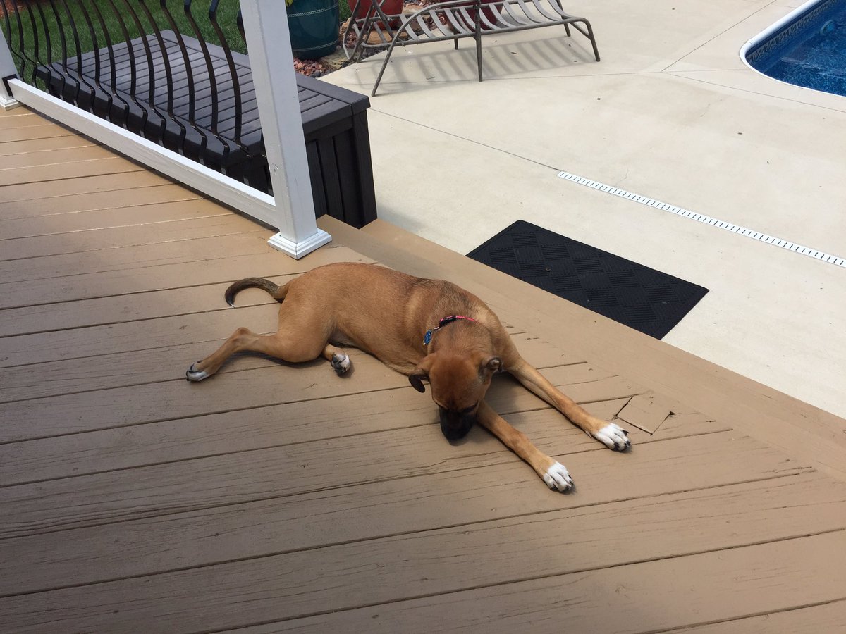 TwixieTweets's tweet photo. Enjoying the sun. https://t.co/6FlQ4rVMPM