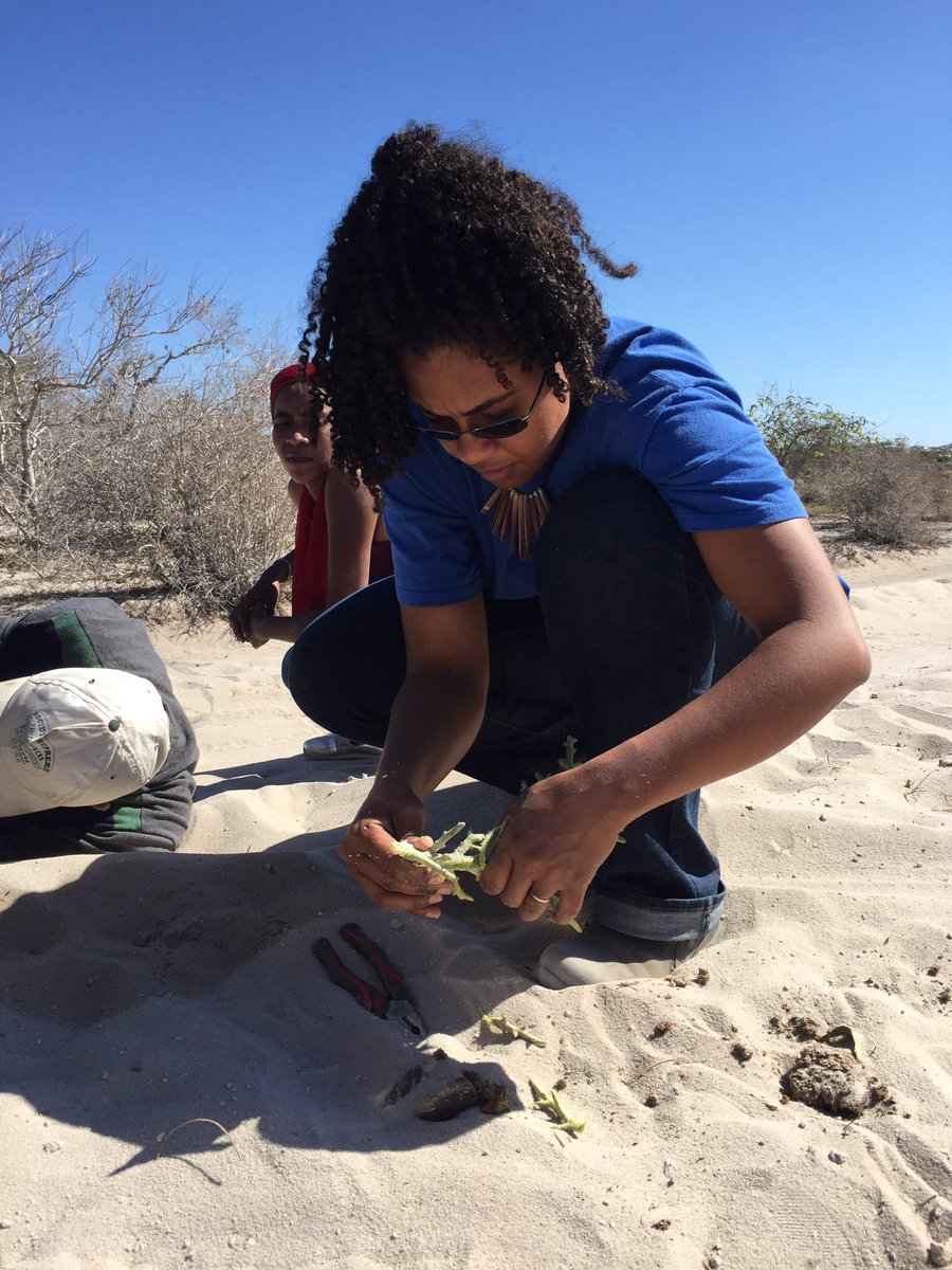 kgdouglass's tweet photo. Car radiator leak in #spinyforest. Solution: #famata sap (#Euphorbia stenoclada) #archaeology #fieldwork #Madagascar https://t.co/lSO3M6QVYz