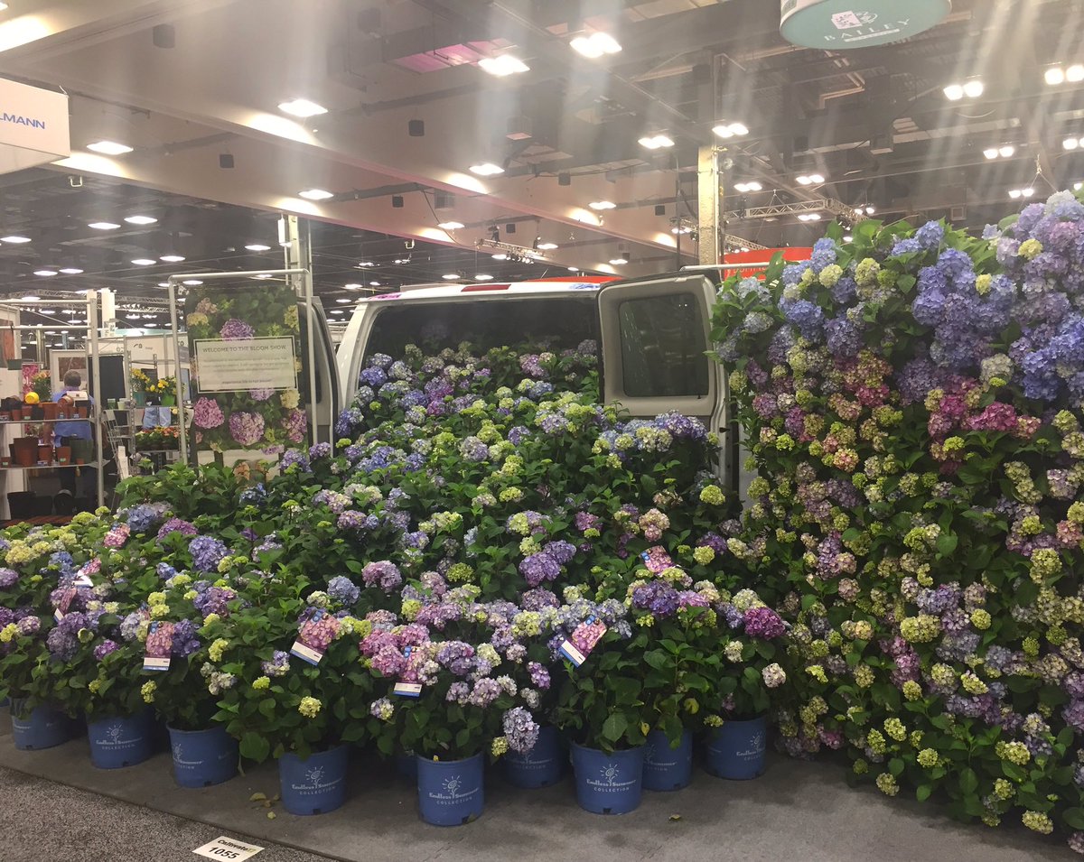 ESHydrangeas's tweet image. If you are at #Cultivate17, don't miss out on the hydrangea explosion at the Bailey Nurseries booth!