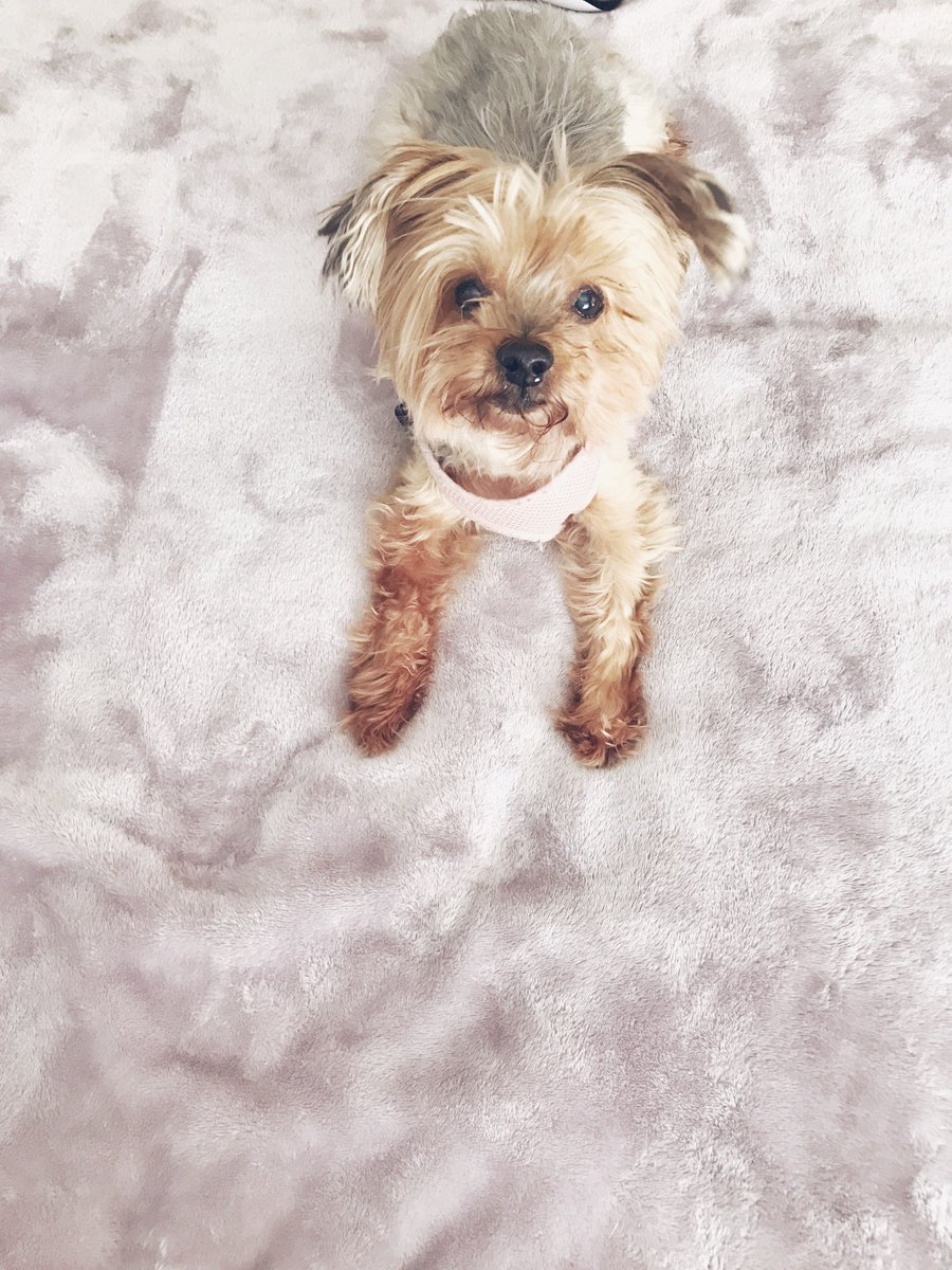 blairerestaneo's tweet photo. 🐶 https://t.co/Ysn6y6kRsX