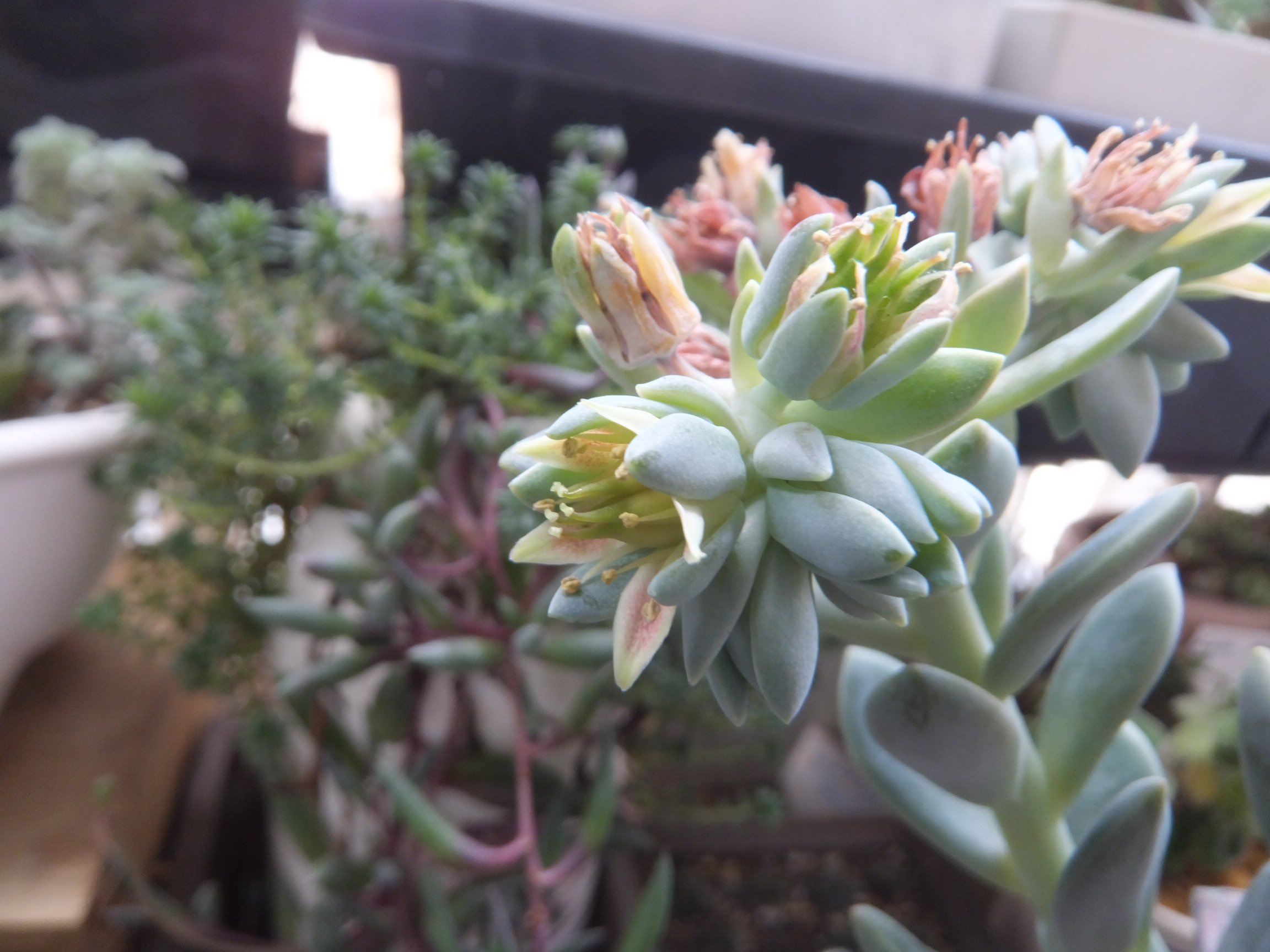 Twitter 上的多肉部 部活ﾃﾞｽﾖ 月花美人 花も美人さんﾃﾞｽ 月花美人 多肉植物 多肉 ベランダhttps T Co Nxknpnabmx Twitter