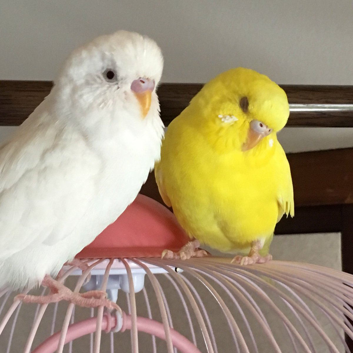 仁和ゆとり Pa Twitter 拡散希望 セキセイインコ 迷子 7月17日に飼っているインコ が2匹逃げてしまいました 場所は東京都練馬区です 色は白 アルビノ と黄 ルチノー です 見かけた方はご一報頂けるようお願いします セキセイインコ 迷子 練馬 保護 インコ