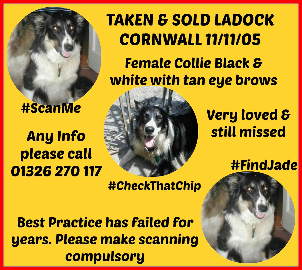 FindOurPup's tweet photo. Jade B&amp;W Collie with tan eye brows. Now around 13 Stolen &amp;Sold #Ladock 11/11/05 #CornwallsMissing Chipped #ScanMe #CheckThatChip #FindJade https://t.co/GzJmNQILcy