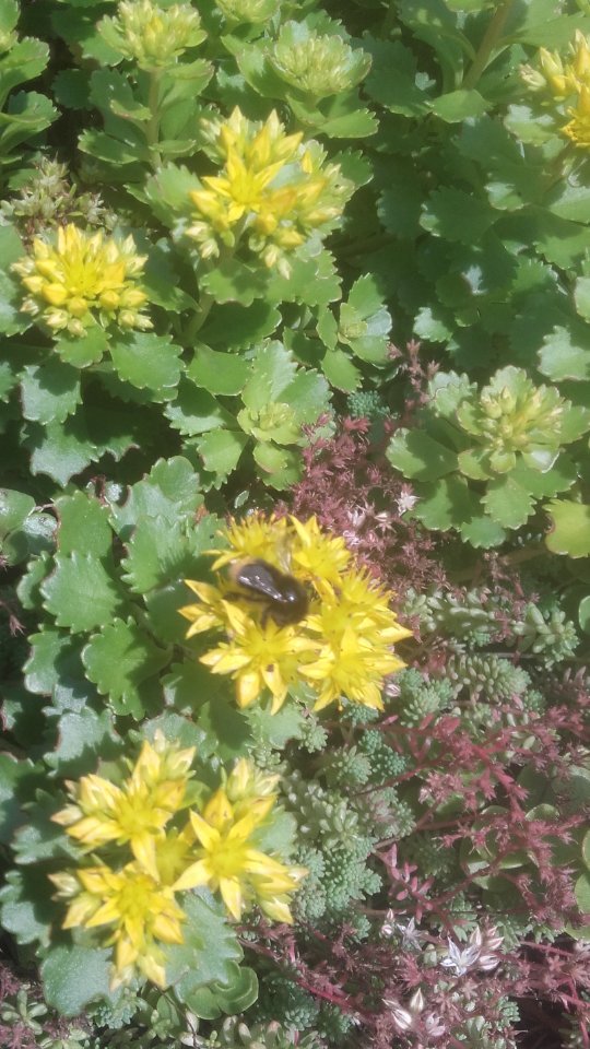 Bzz sedum in bloei, paar soorten wilde bijen geteld.. #groendak