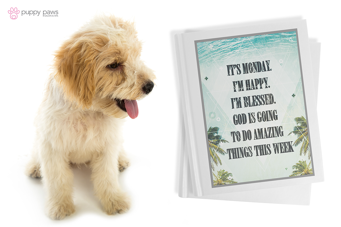 puppypawsinfo's tweet image. #MondayMotivation #DogLover #DogsOfTwitter #Dogs #DogBoarding