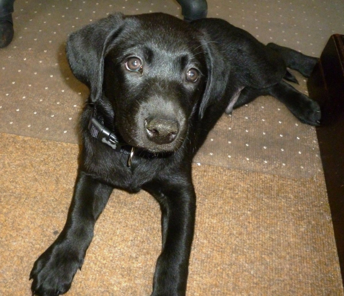 JSCranbrook's tweet image. #dogsoftwitter @montysdognigel @JSSSevenoaks @jssoxted @jsslondon @JSSCanterbury