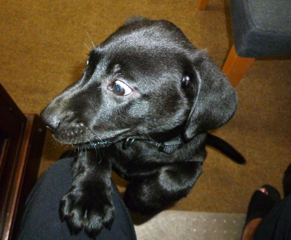 JSCranbrook's tweet image. #dogsoftwitter @montysdognigel @JSSSevenoaks @jssoxted @jsslondon @JSSCanterbury