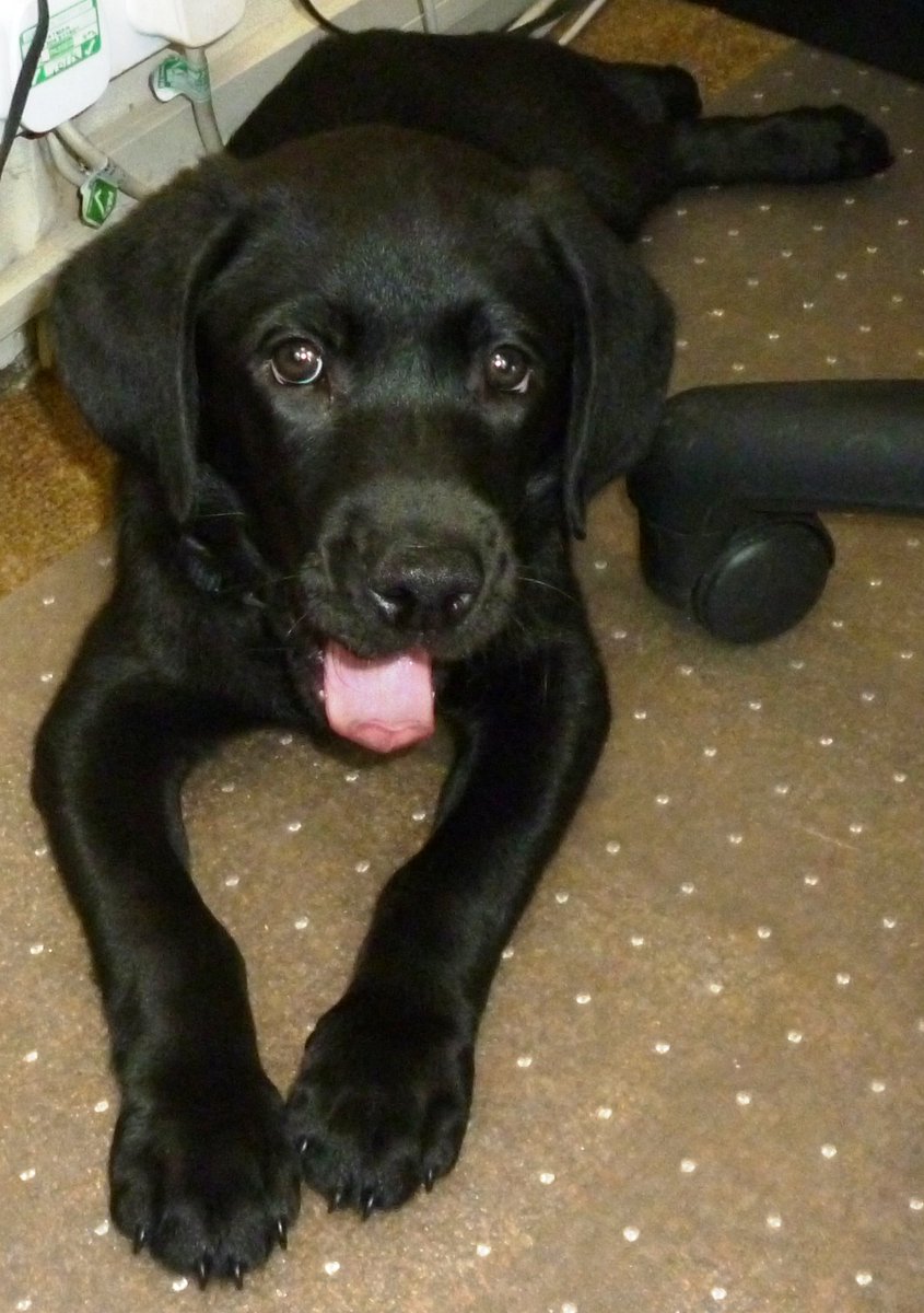 JSCranbrook's tweet image. #dogsoftwitter @montysdognigel @JSSSevenoaks @jssoxted @jsslondon @JSSCanterbury