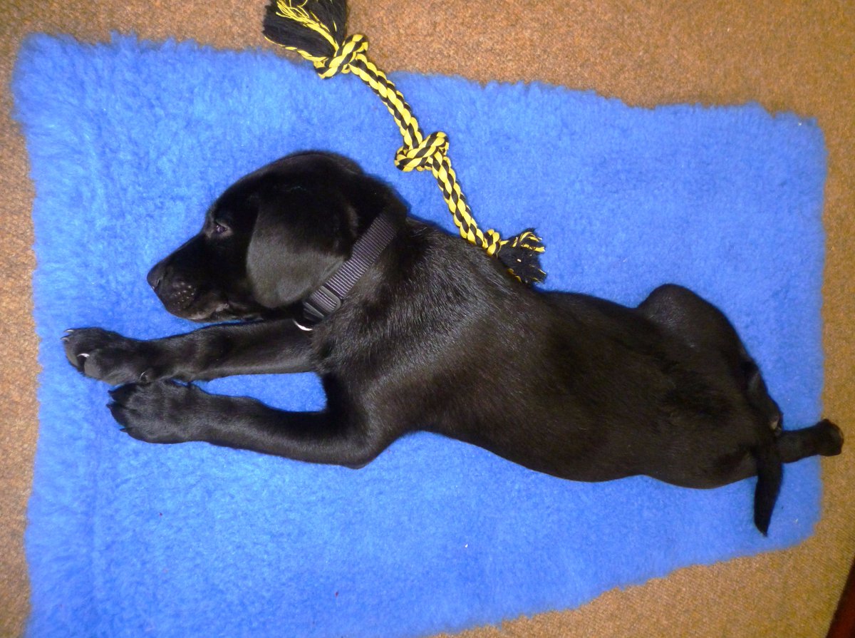 JSCranbrook's tweet image. #dogsoftwitter @montysdognigel @JSSSevenoaks @jssoxted @jsslondon @JSSCanterbury