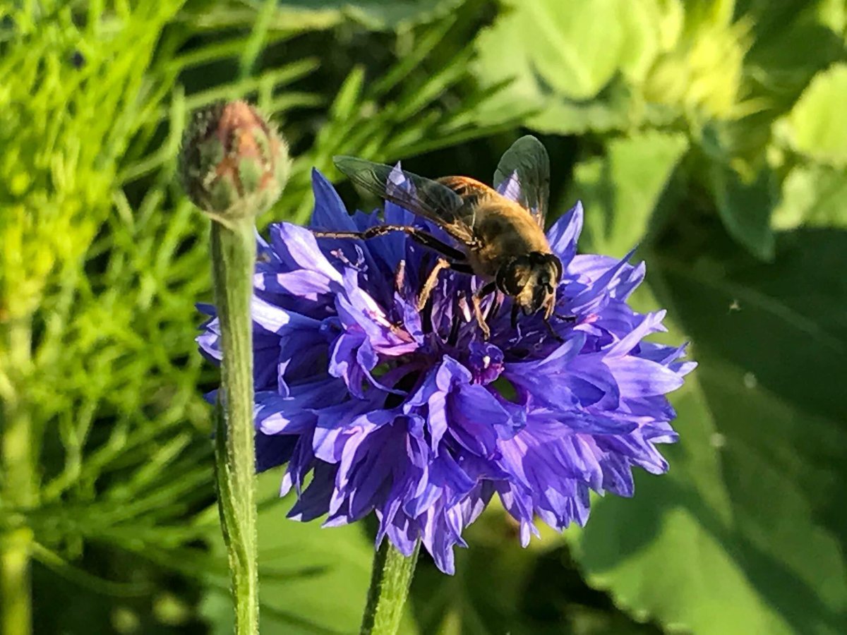 AdvantaSeedsBE's tweet photo. Ondanks droogte van laatste weken toch een zeer mooi resultaat met het bijenmengsel Honey Bee in deze tuin in #Wortegem ! 🐝🦋🌻🌼👍#zomer2017 https://t.co/kqOYplQy5U