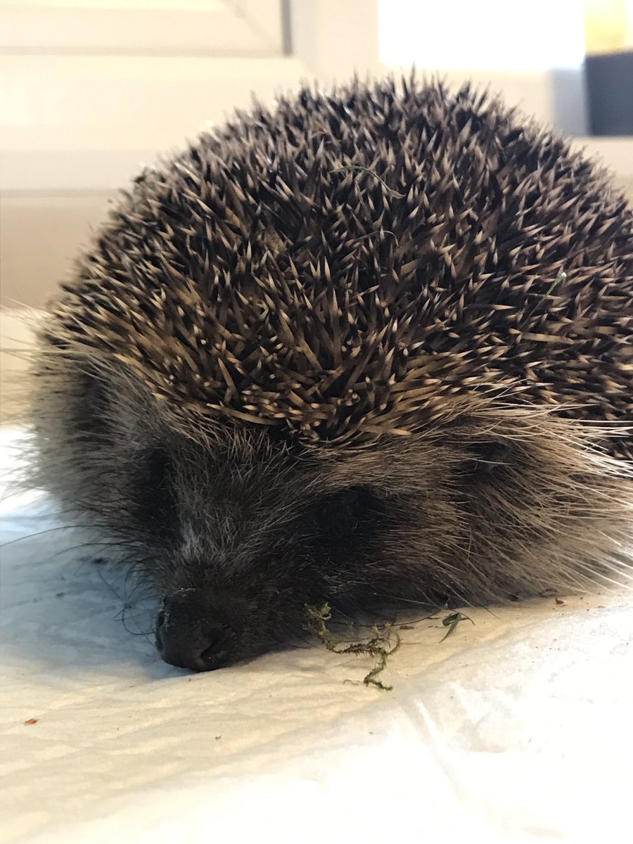 SWCCHedgehogs's tweet photo. Beautiful Heather named after @HeatherHastie, one of our #hedgehogheroes in NZ! Another #hedgehogmodel from @SWCCHedgehogs 💕🌍@AmyAmylou1993 https://t.co/q4Z5ni44Iz