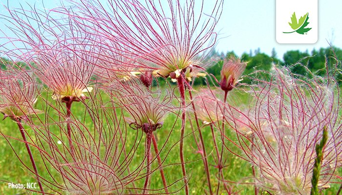 NatureConservancy.ca | Conservationdelanature.ca tweet media