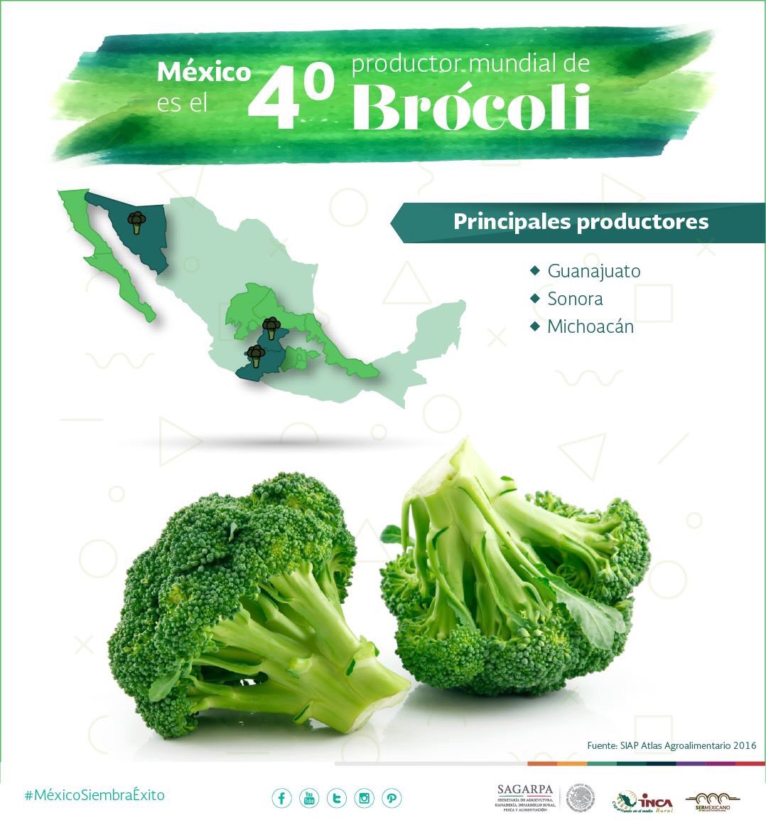 ExtensionismoM's tweet photo. Buen día, amigos!
¿Sabían que en 15 entidades federativas de país se siembra #brócoli ? @ppcalzada https://t.co/vxvaYjxTn0