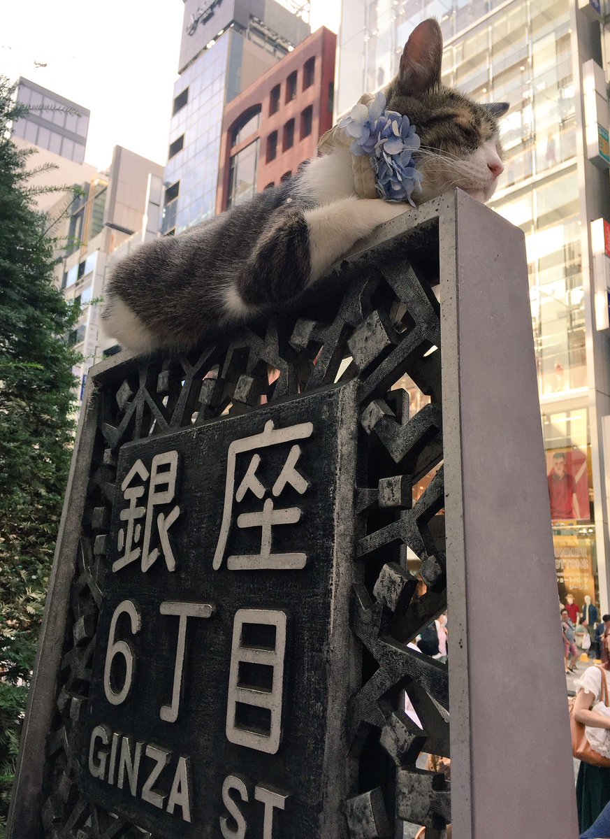 銀座猫