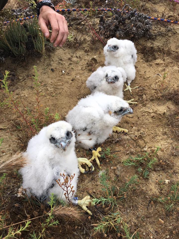 4 fluffy white birds sit in dirt as they get banded
