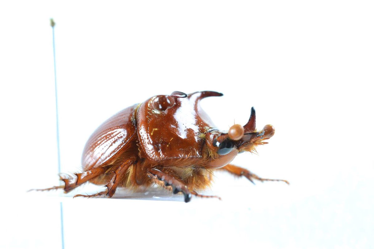 Blackbolbus furcaticollis オーストラリア産ムネアカセンチコガネ