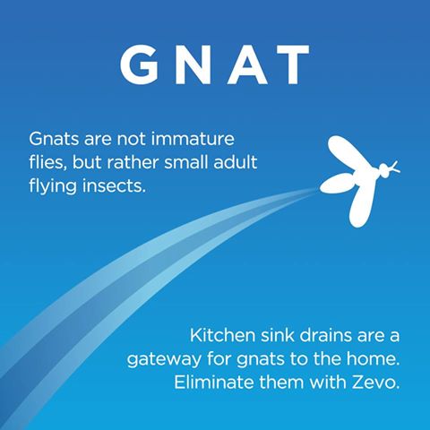 Worried about flying insects around your home? Gnat to worry, we've got the perfect solution 😉 #stickwithzevo goo.gl/XbqomE