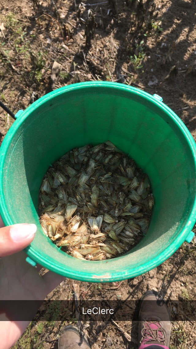 WBC counts climbing: Cultus(366) Walsingham(263) Courtland(49) Otterville(99) Delmer(129) Mt Elgin(12)...SW Oxford # is surprisingly high 🌽🐛