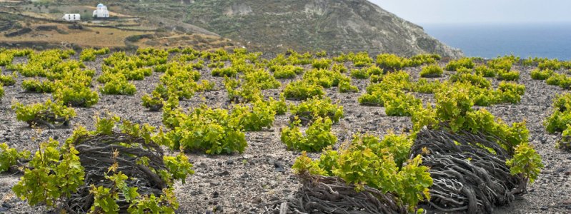 JTRTravelAdvisr's tweet image. Greek Assyrtiko – Expert’s choice decanter.com/wine-reviews-t… #santorini #santoriniwine #assyrtiko #decanter